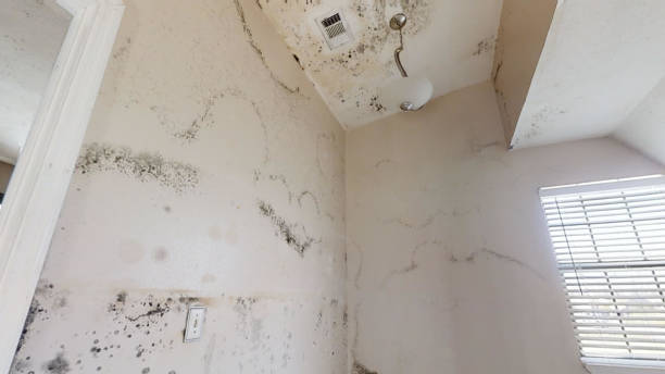 Mold Documentation for Insurance Claims in Tuscola, IL