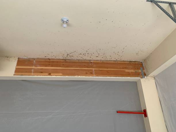 Reliable Tuscola, IL Mold Removal Solutions